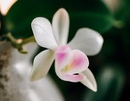 dendrobium bianche-1