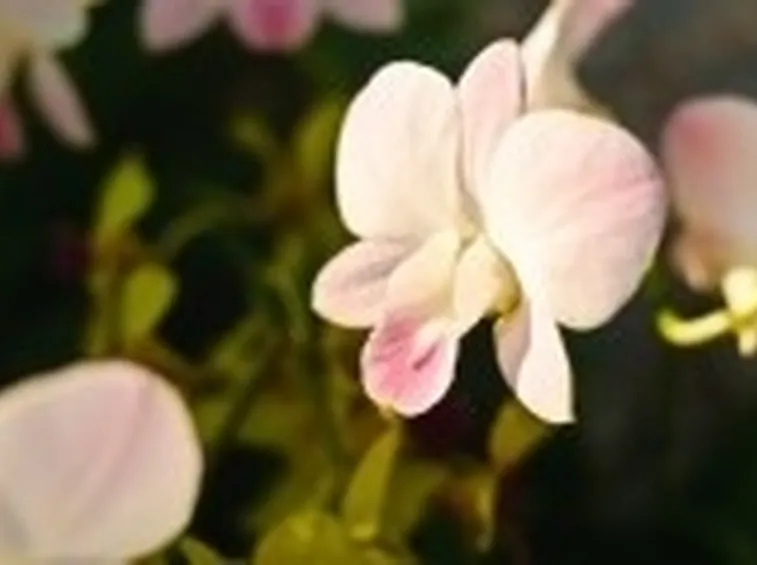 dendrobium bianche-1