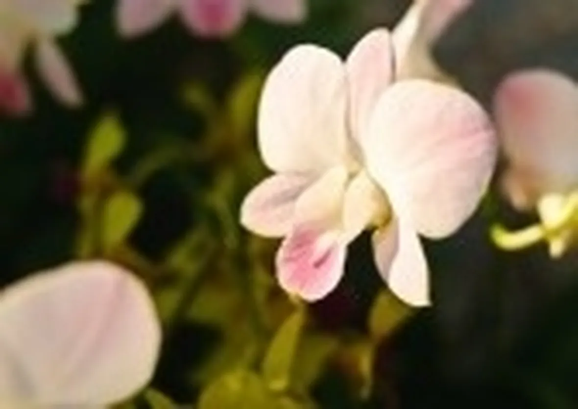dendrobium bianche-1
