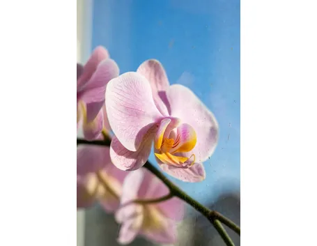dendrobium rosa-1