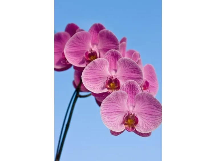 dendrobium rosa-1