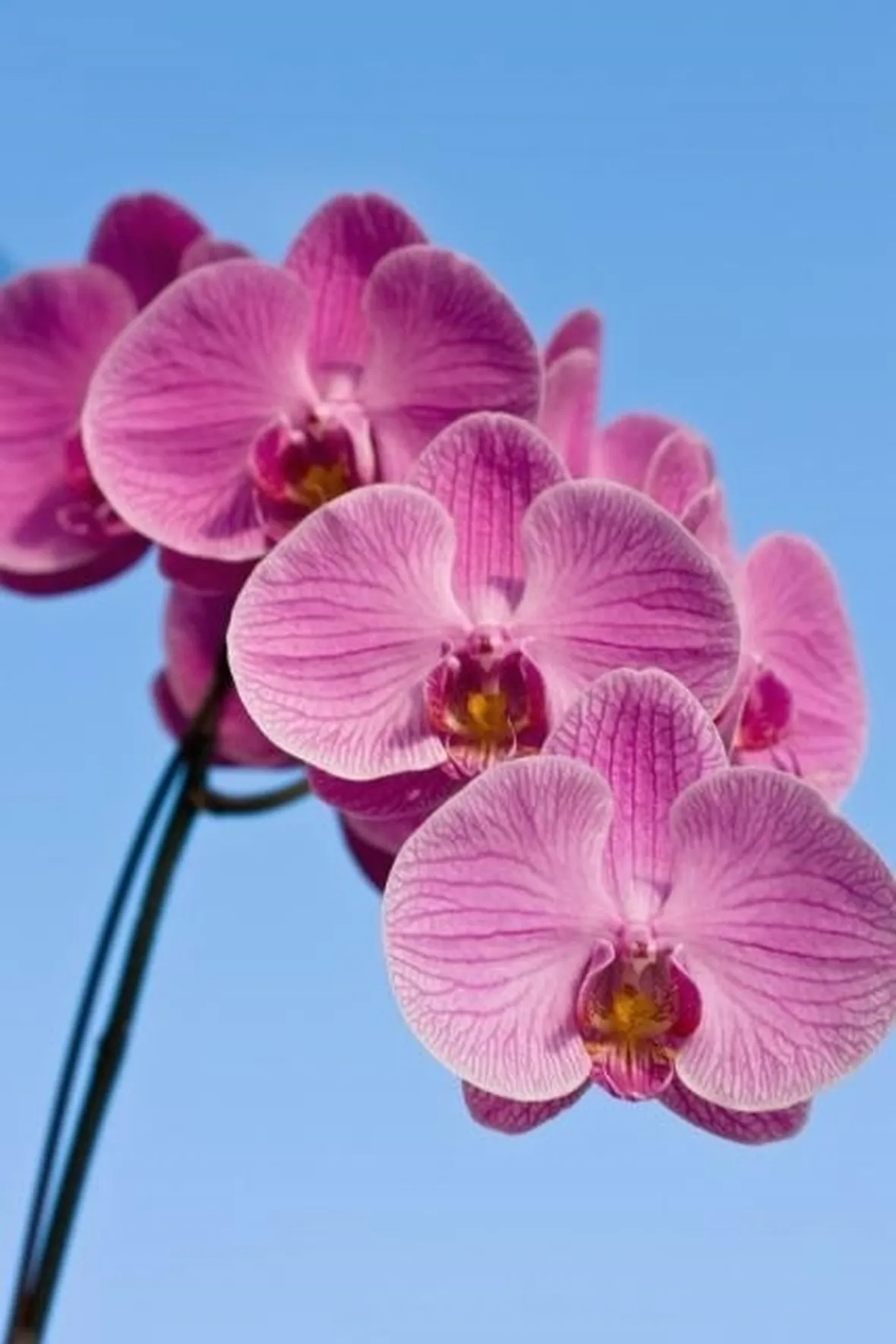 dendrobium rosa-1