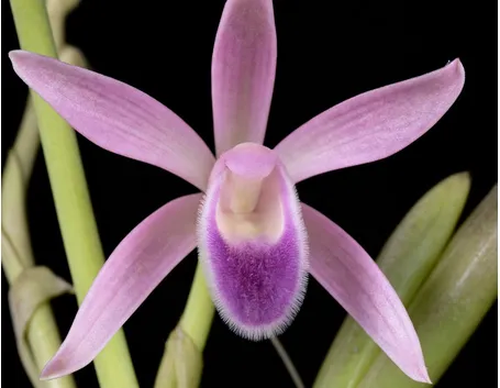 dendrobium rosa