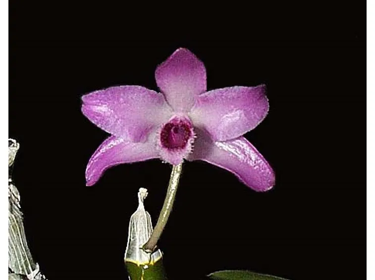 dendrobium rosa