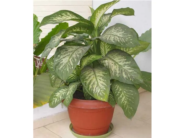 Dieffenbachia amoena