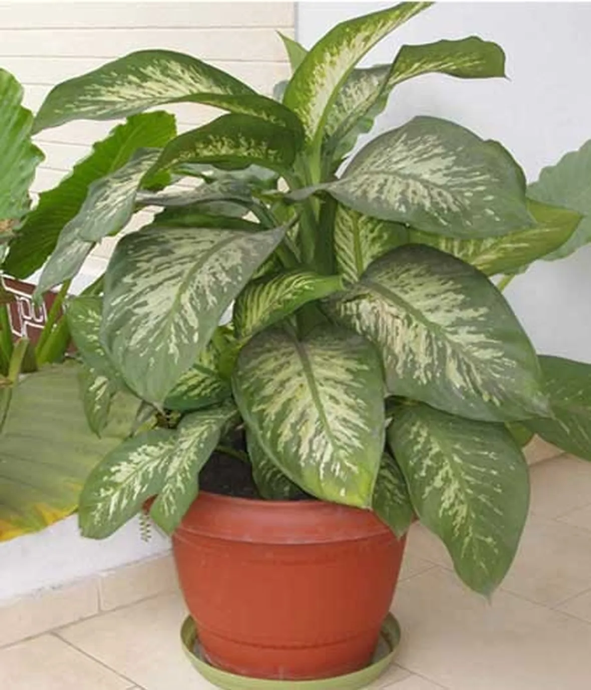 Dieffenbachia amoena