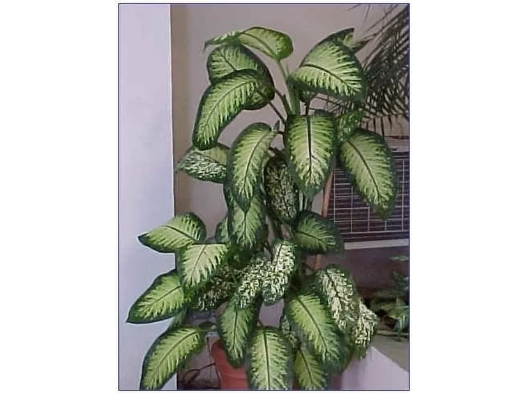 dieffenbachia