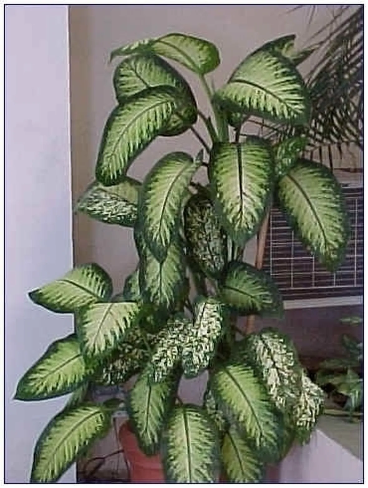 dieffenbachia