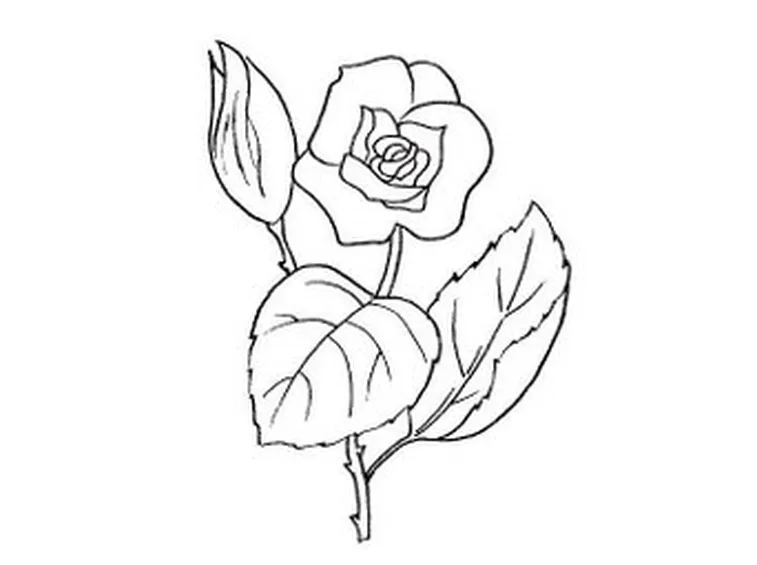 disegni di fiori
