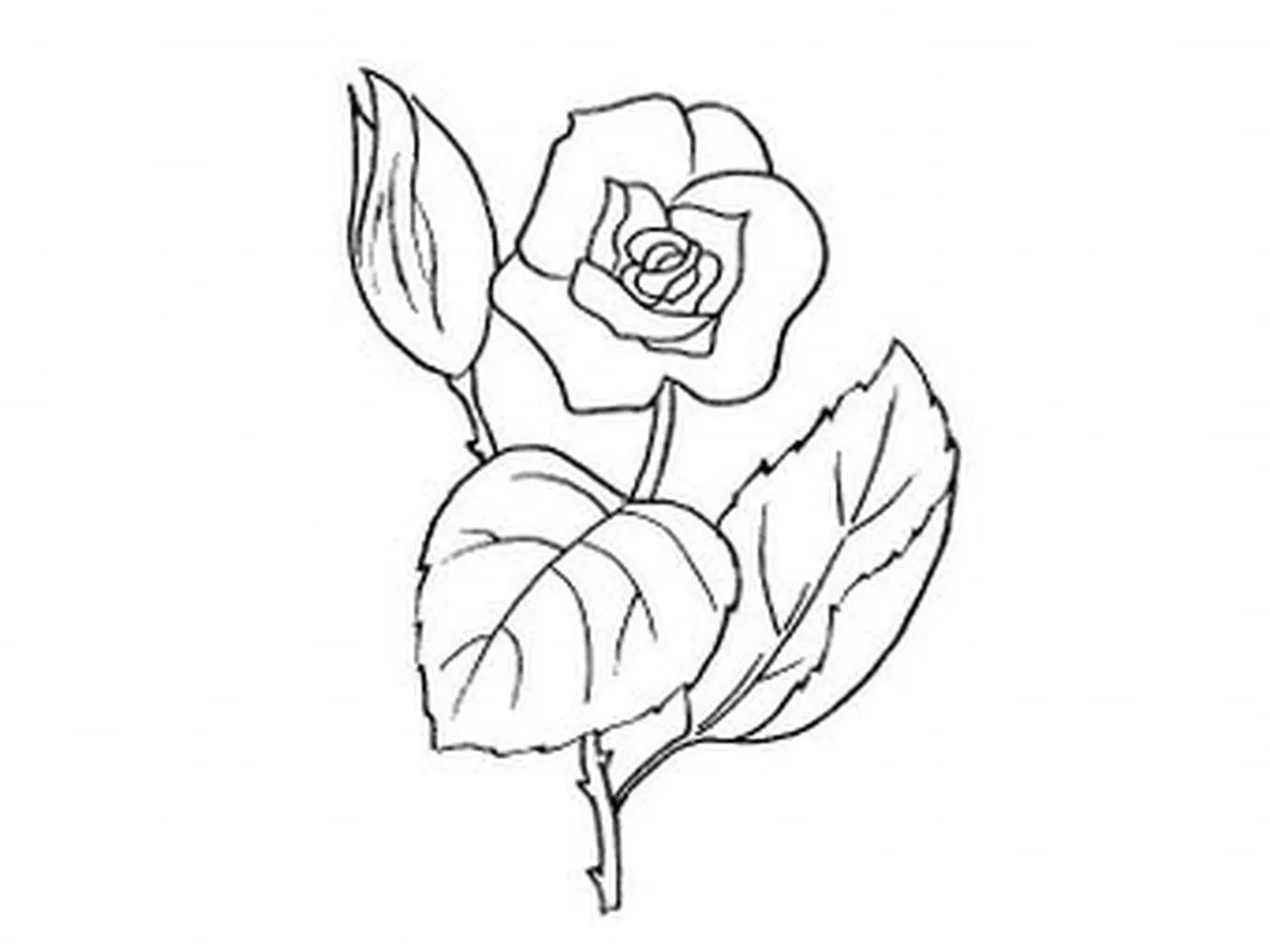disegni di fiori