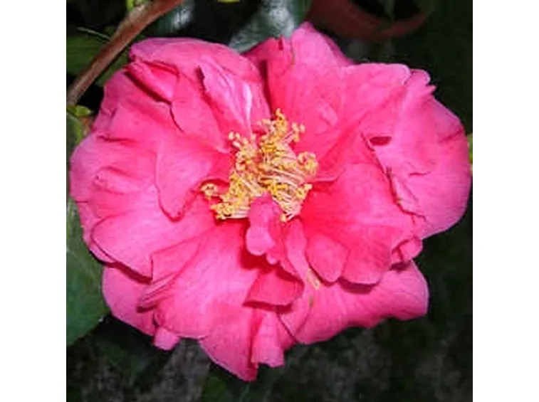 disegni di rose