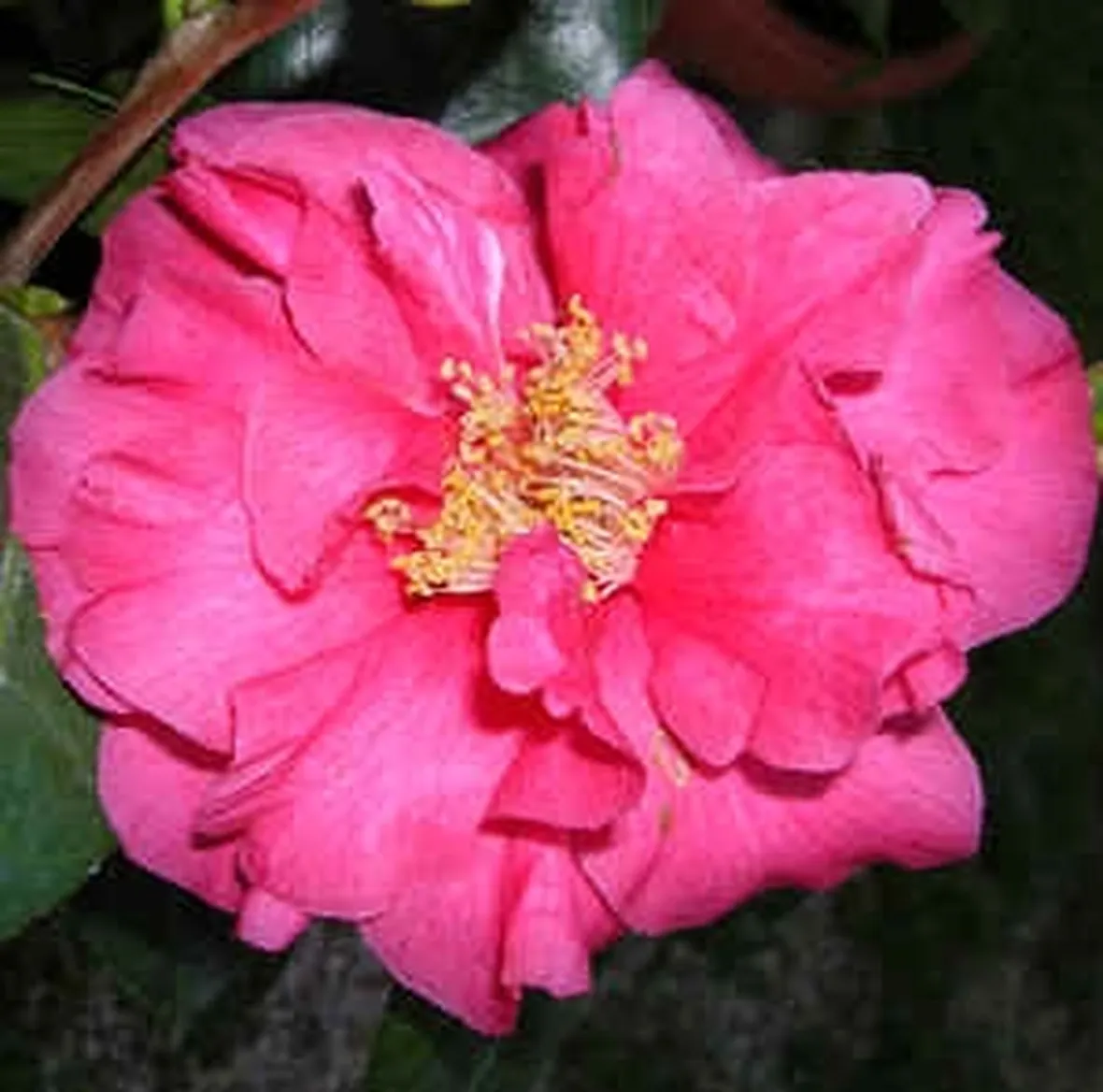 disegni di rose