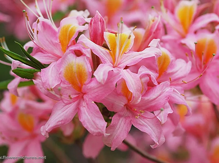 disegni fiori
