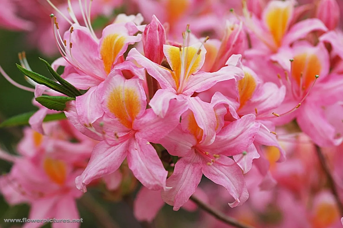 disegni fiori