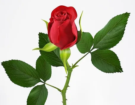 Domanda : coltivare le rose