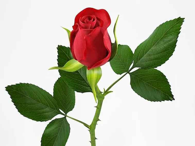 Domanda : coltivare le rose