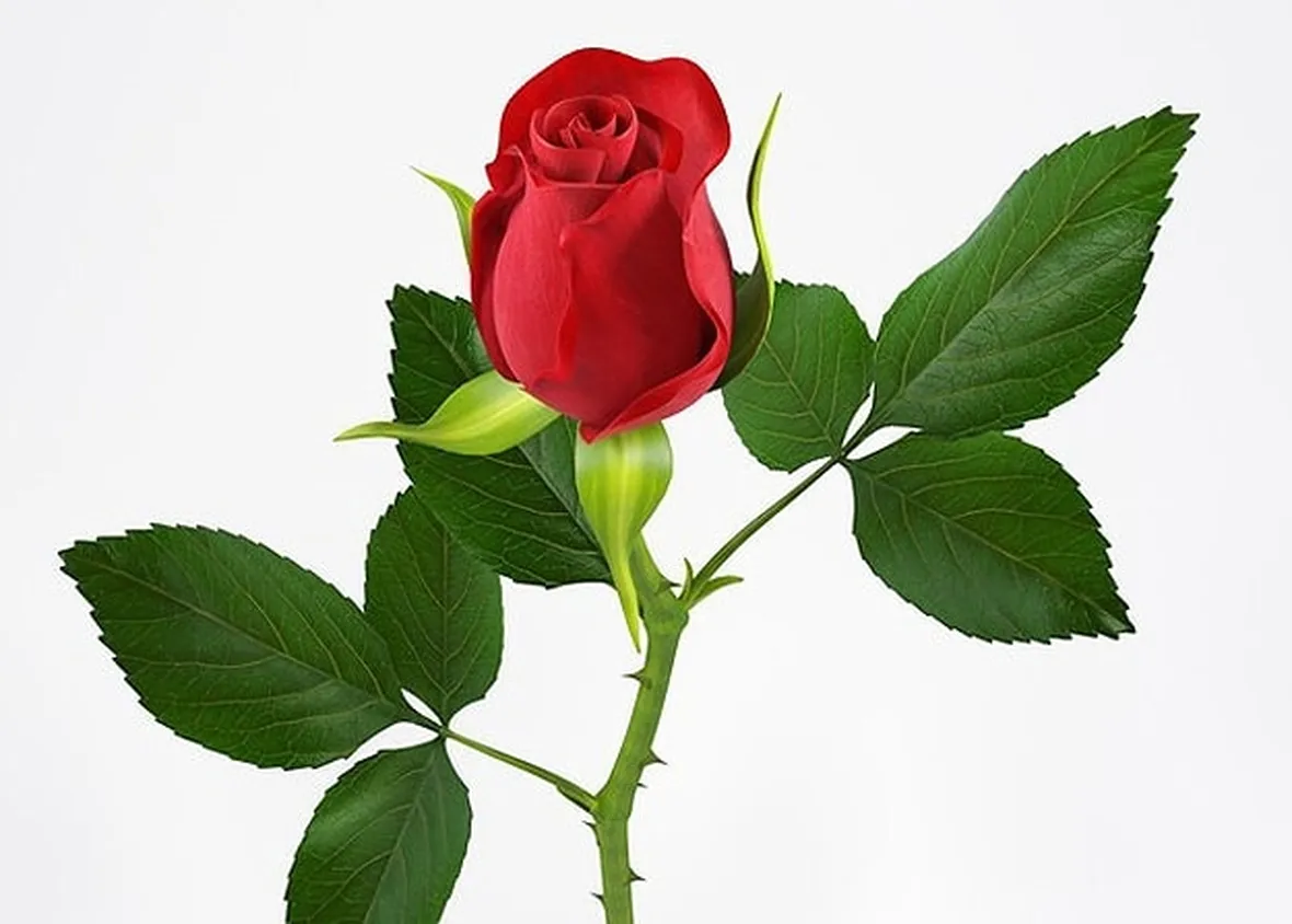 Domanda : coltivare le rose