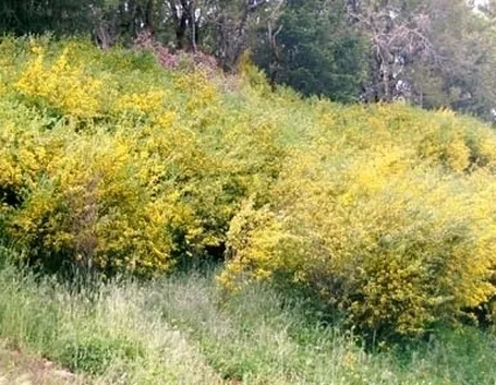 Domanda: Consigli sulla ginestra