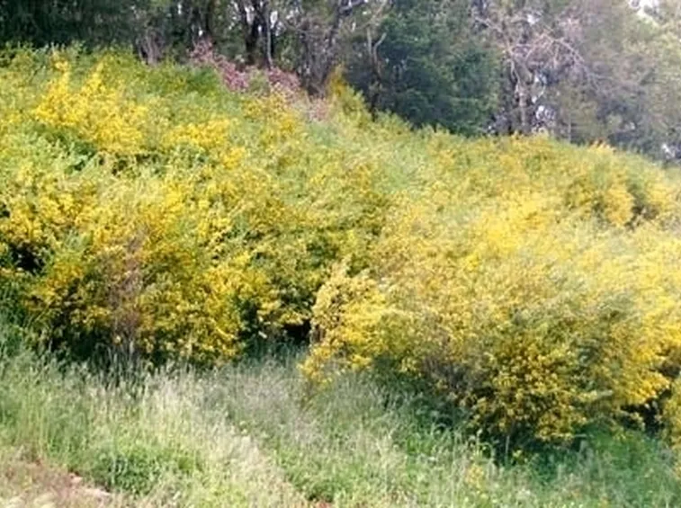 Domanda: Consigli sulla ginestra