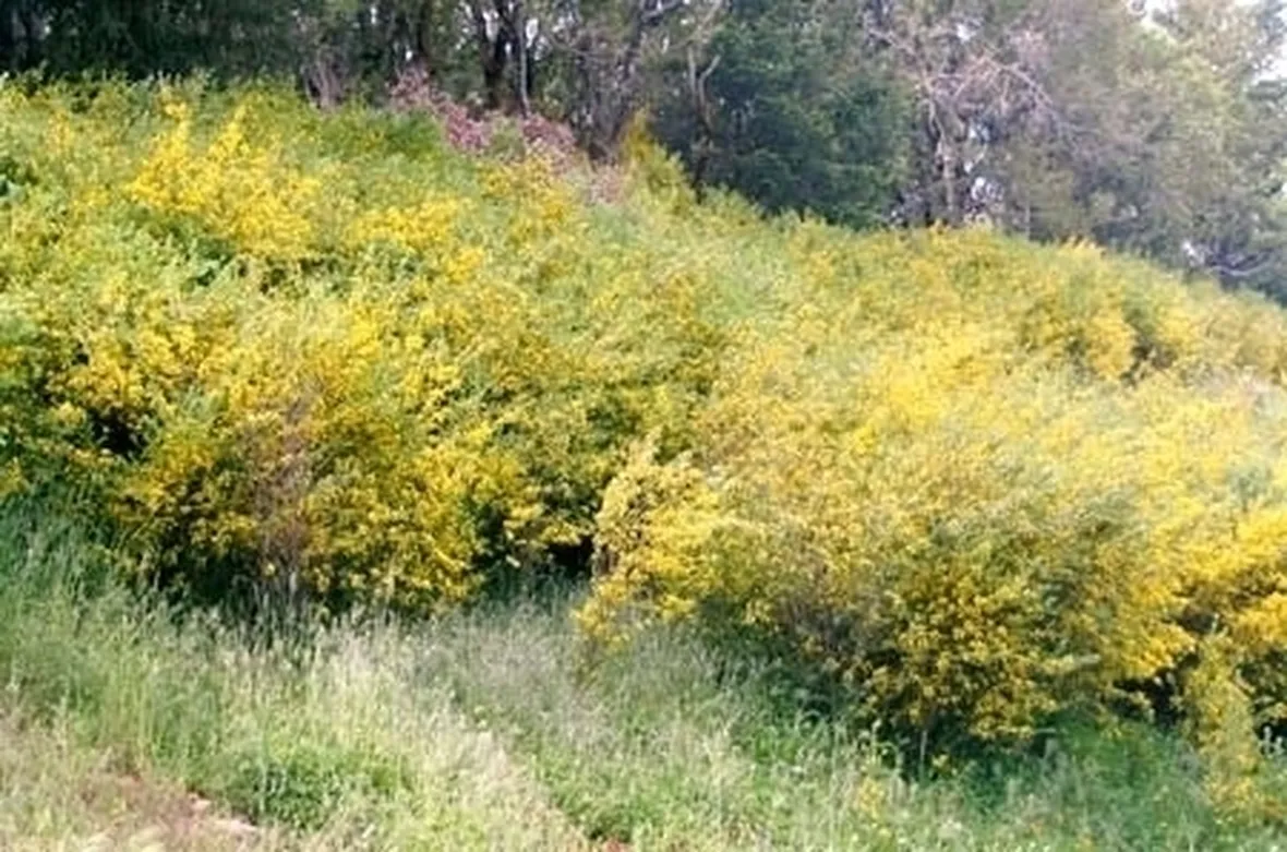 Domanda: Consigli sulla ginestra