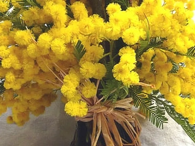 Domanda : Fiori della Mimosa