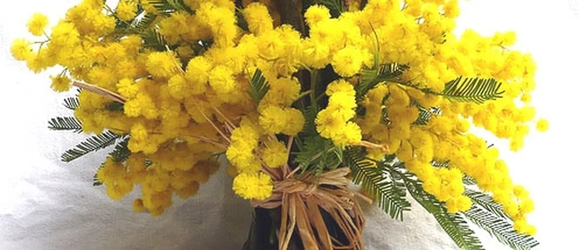 Domanda : Fiori della Mimosa