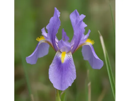 Domanda : Fiori per lui