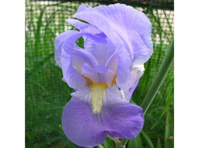 Domanda : Fiori per lui