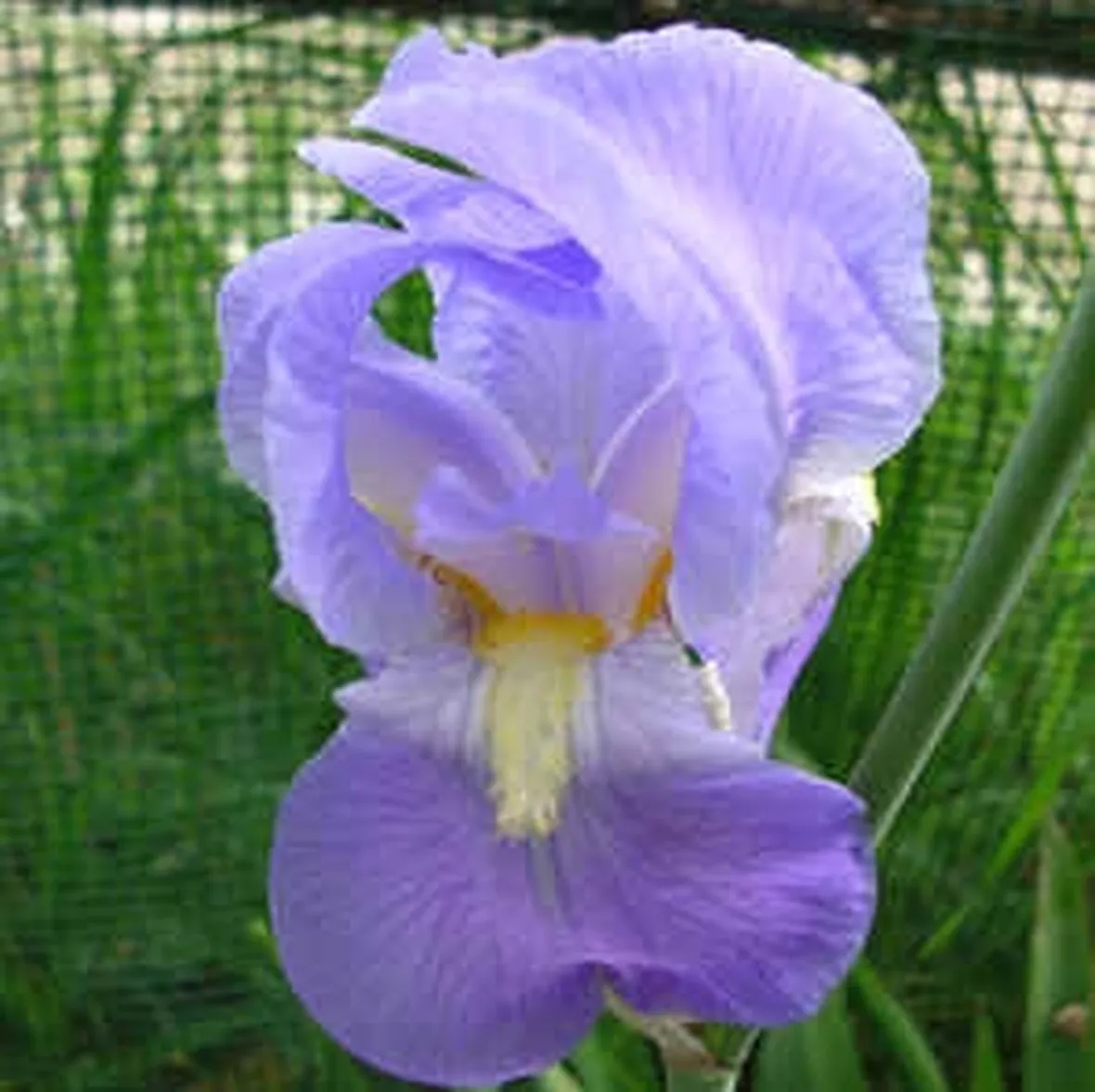 Domanda : Fiori per lui
