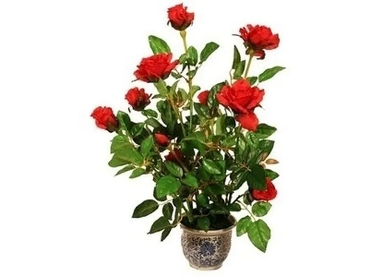 Domanda: il mastice sulle rose?