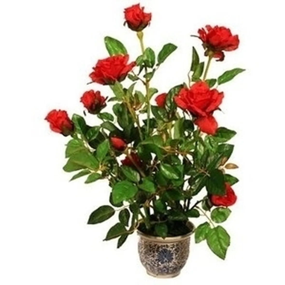 Domanda: il mastice sulle rose?
