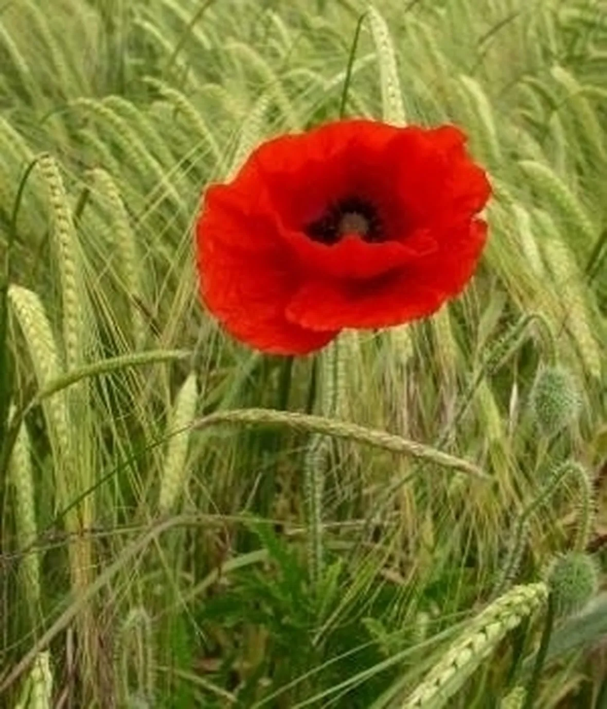 Domanda : papavero ornamentale