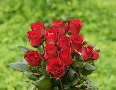 Domanda: Parassiti sulle rose