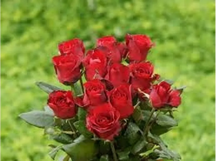 Domanda: Parassiti sulle rose