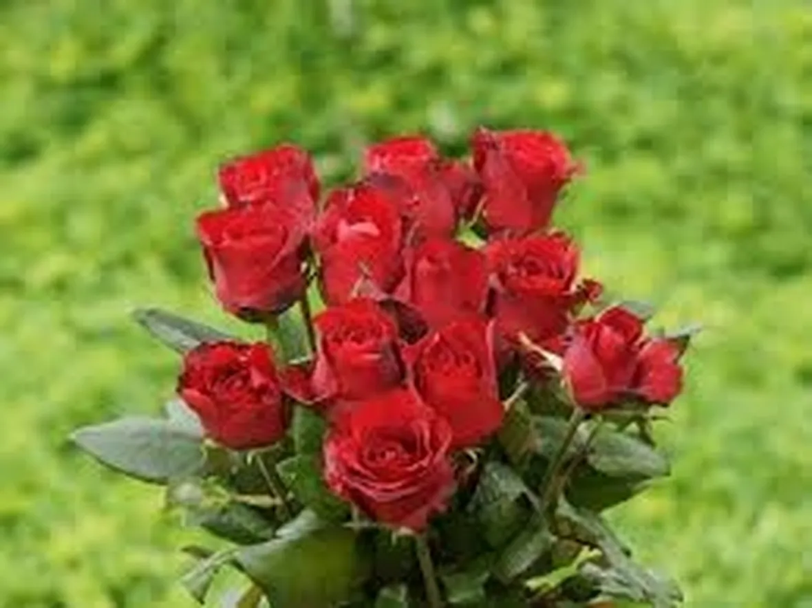 Domanda: Parassiti sulle rose