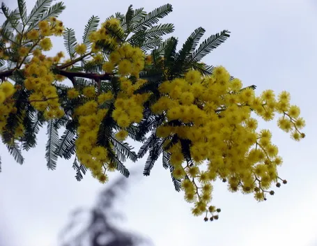 Domanda: Quando piantare i semi di mimosa