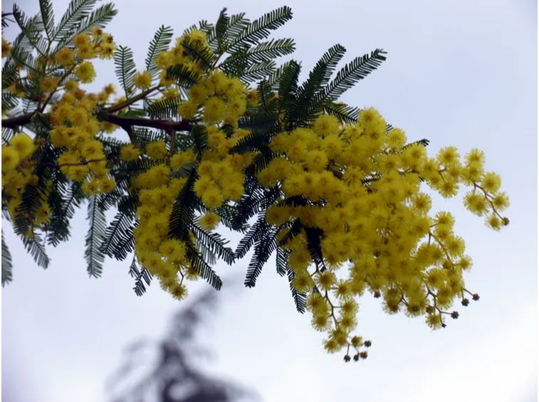 Domanda: Quando piantare i semi di mimosa