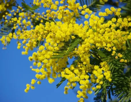Domanda: Quanto vive la mimosa?