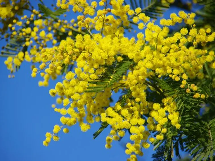 Domanda: Quanto vive la mimosa?