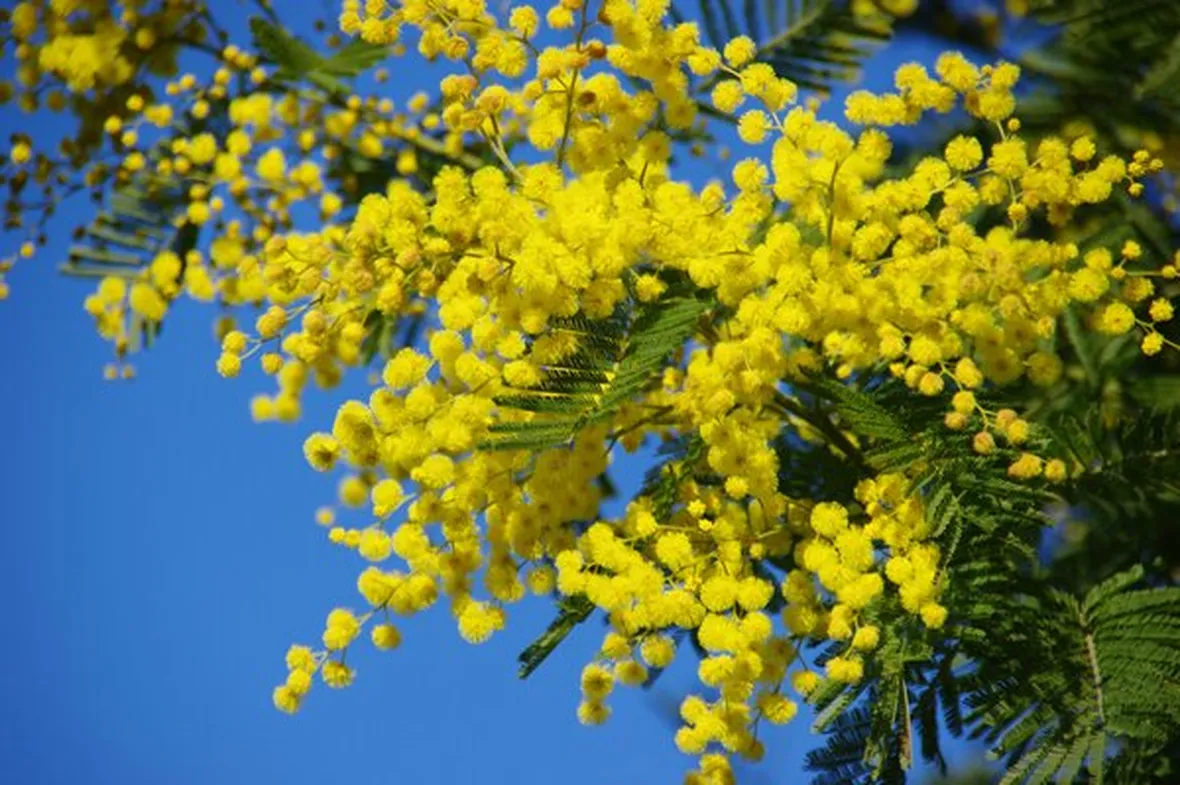 Domanda: Quanto vive la mimosa?