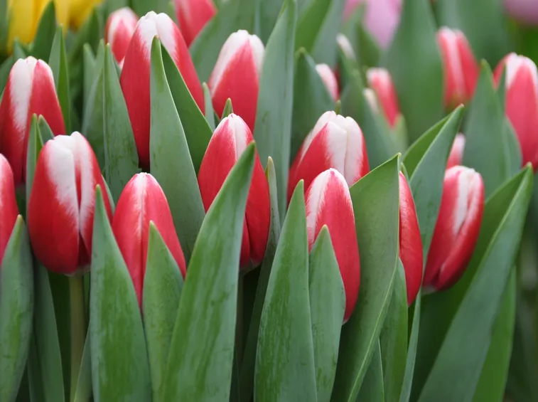 Messa a dimora dei tulipani