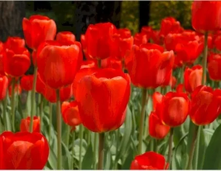 Domanda: tulipani