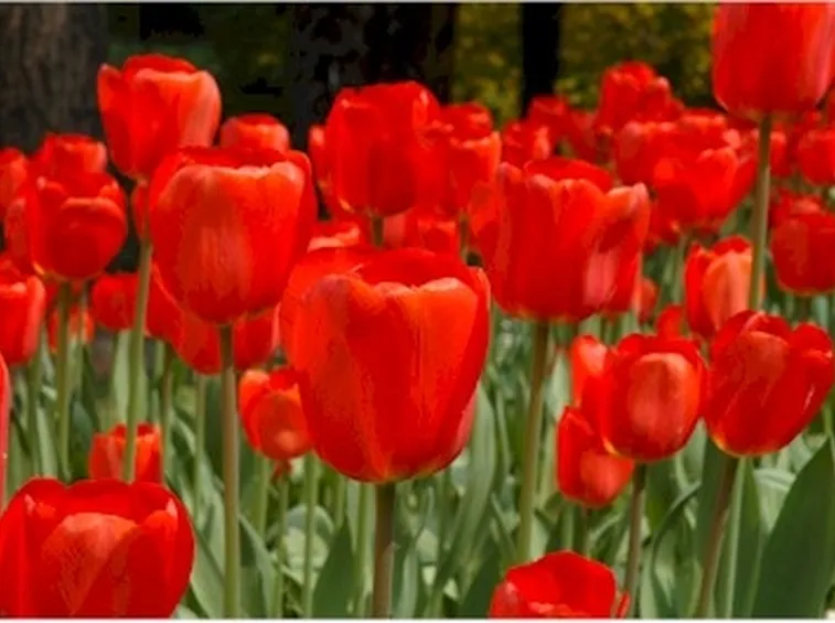 Domanda: tulipani