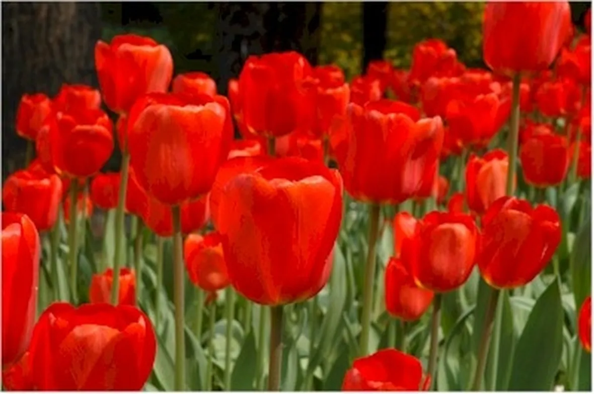 Domanda: tulipani