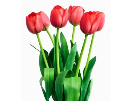 Domanda :  Tulipani