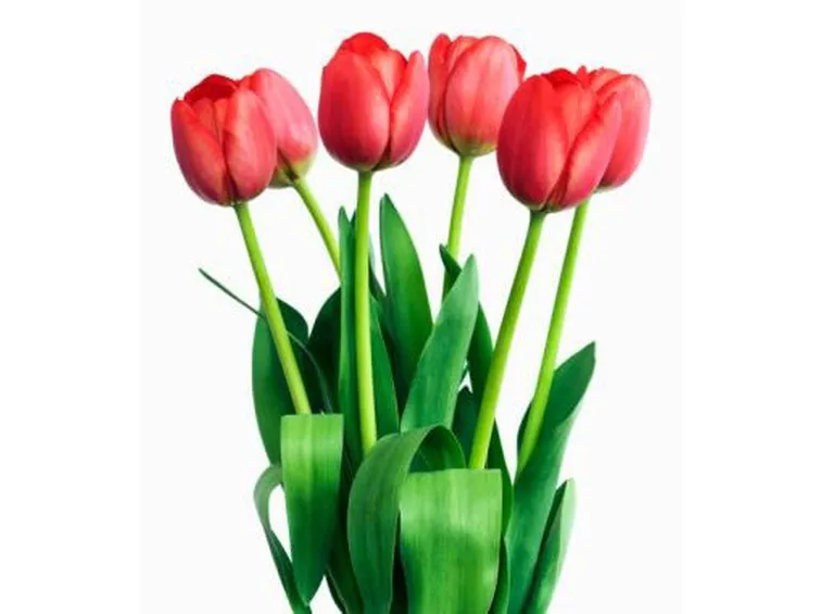 Domanda :  Tulipani