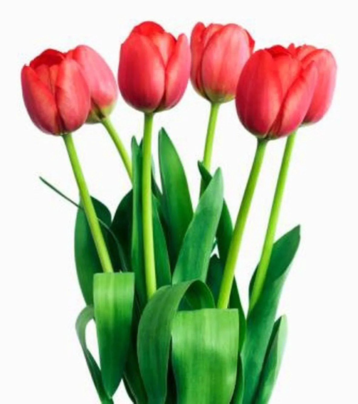 Domanda :  Tulipani