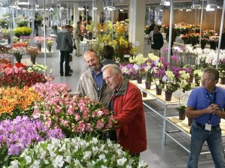fiore di maggio