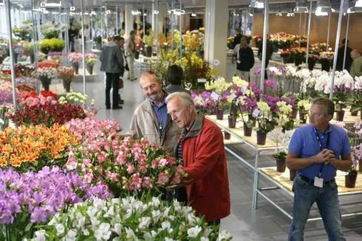 fiore di maggio