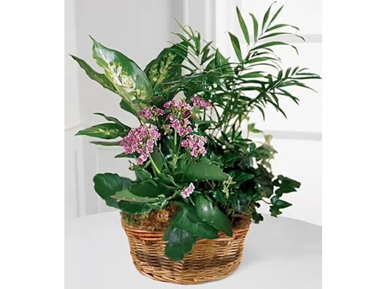 fiori a Bari
